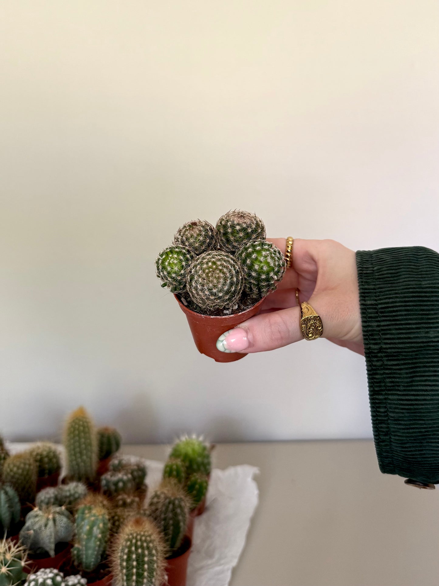 Mini Cacti • 3 for £12
