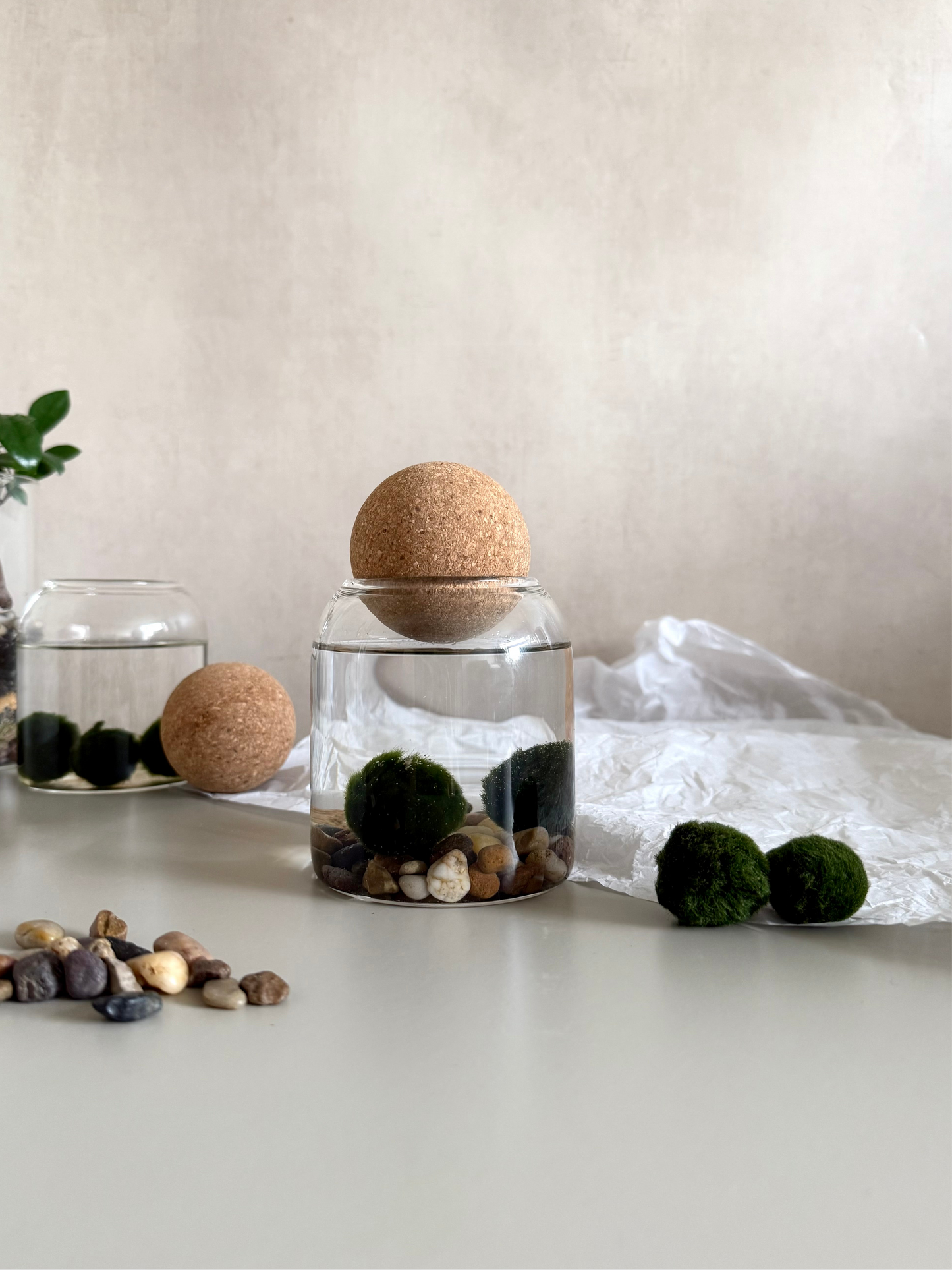 Marimo Moss Ball Jar
