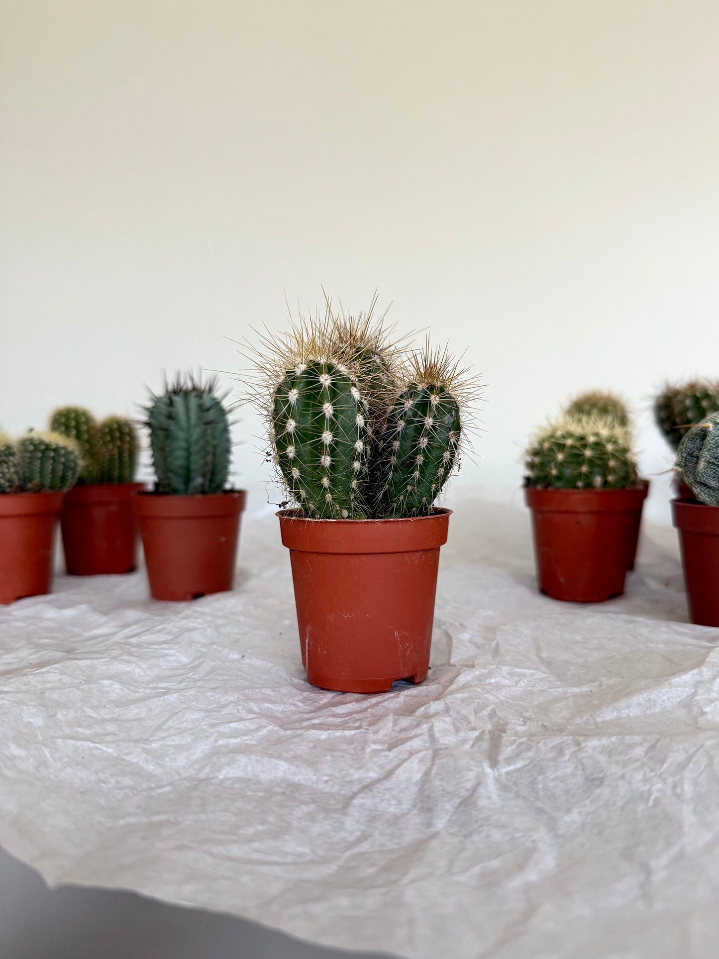 Mini Cacti • 3 for £12