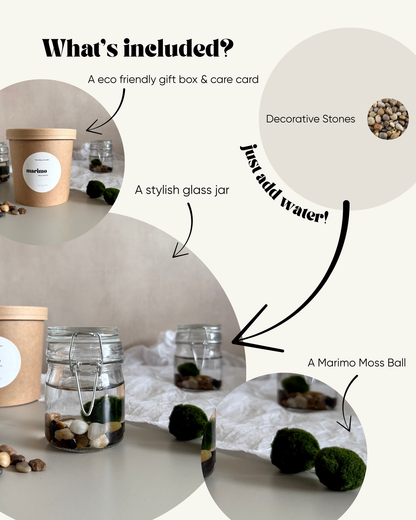 Marimo Moss Ball Jar in Gift Box