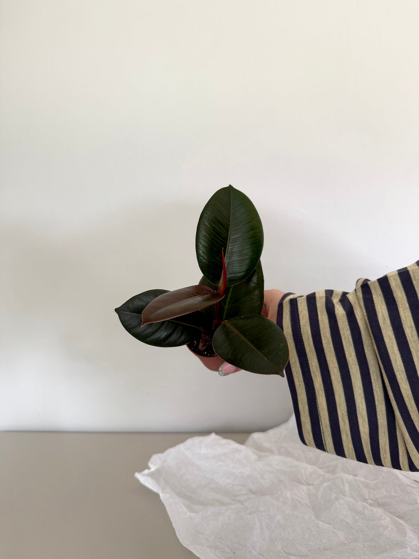 Baby Ficus 'Robusta' - Rubber Plant