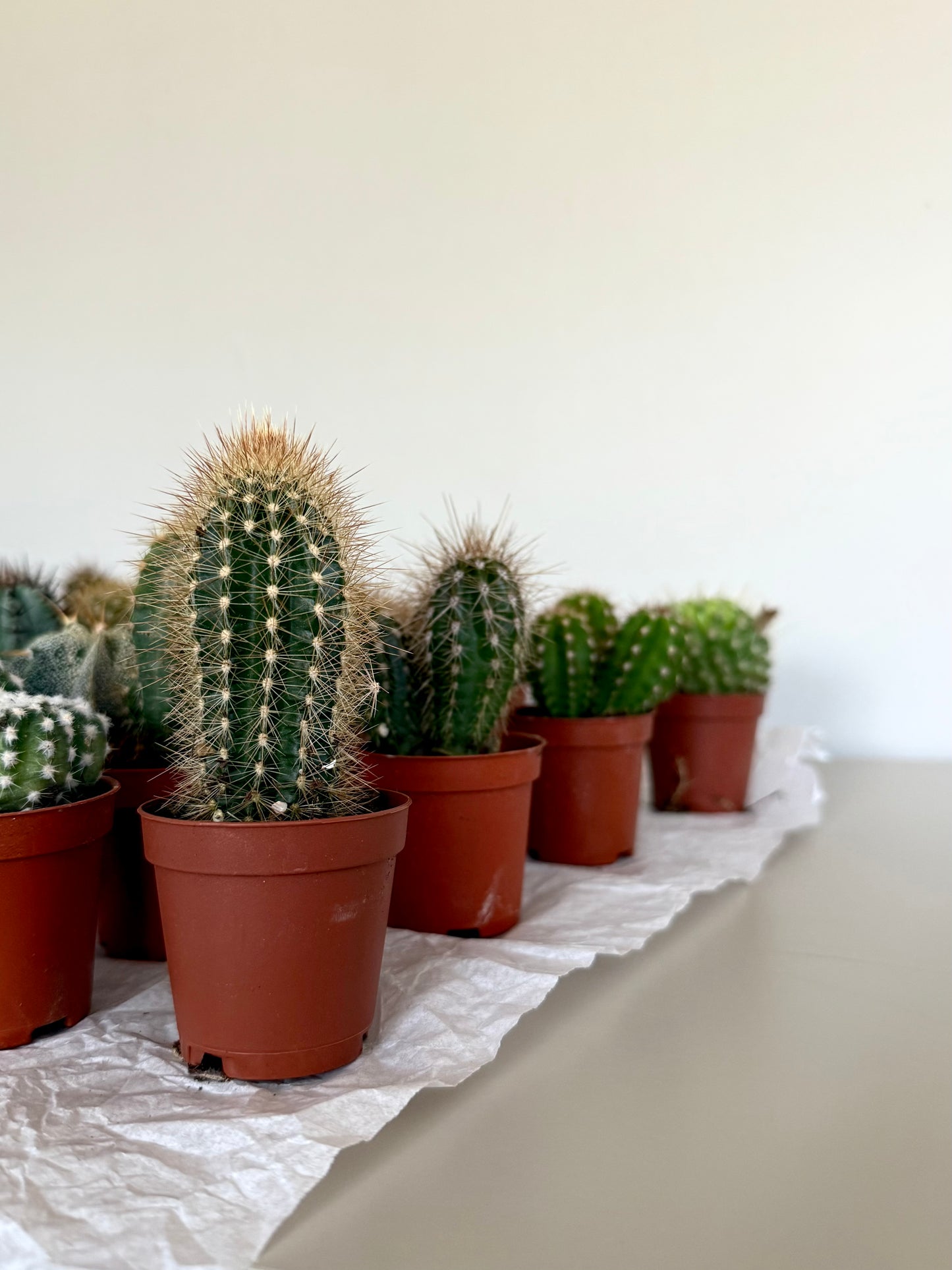 Mini Cacti • 3 for £12