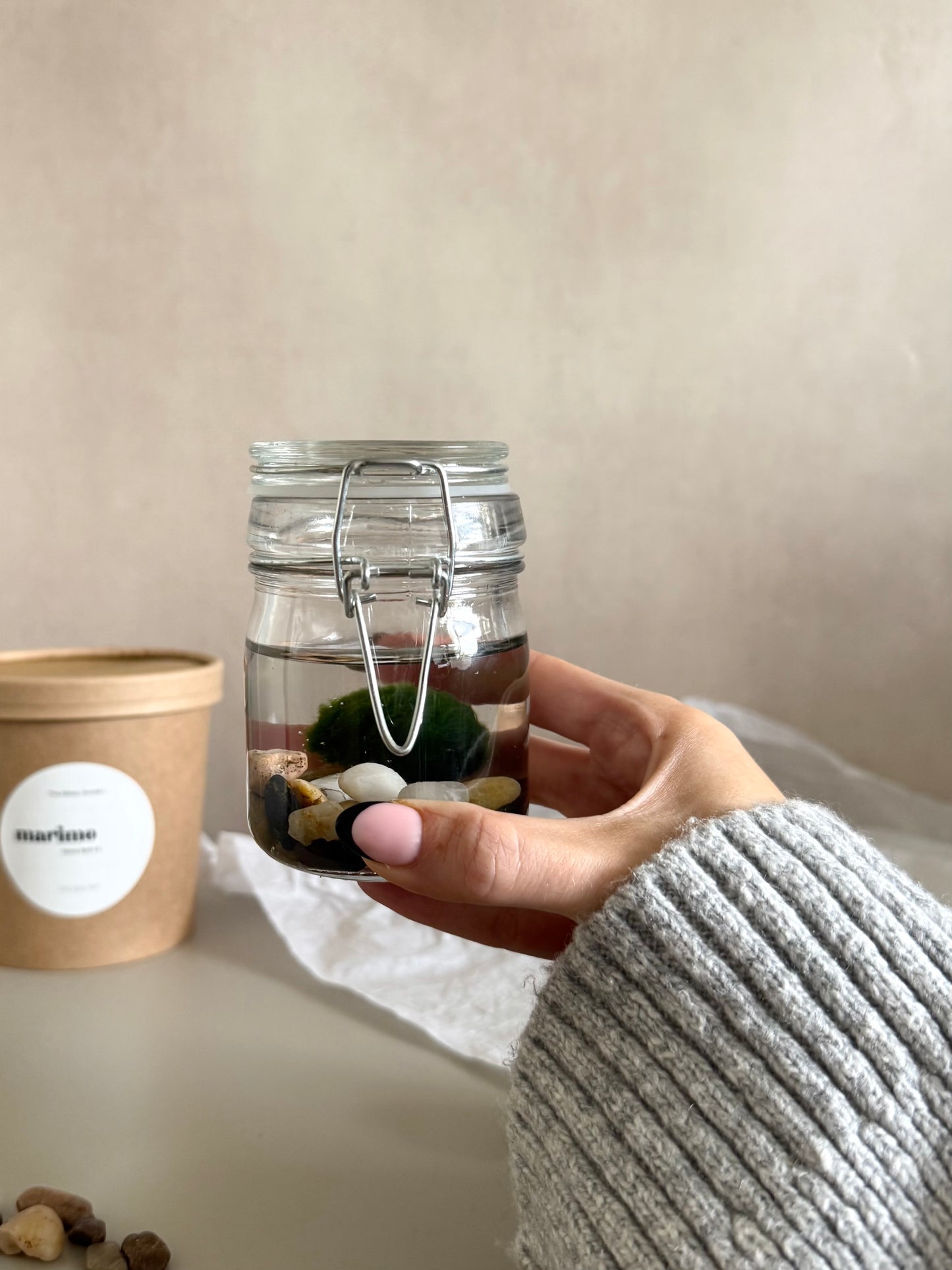 Marimo Moss Ball Jar in Gift Box