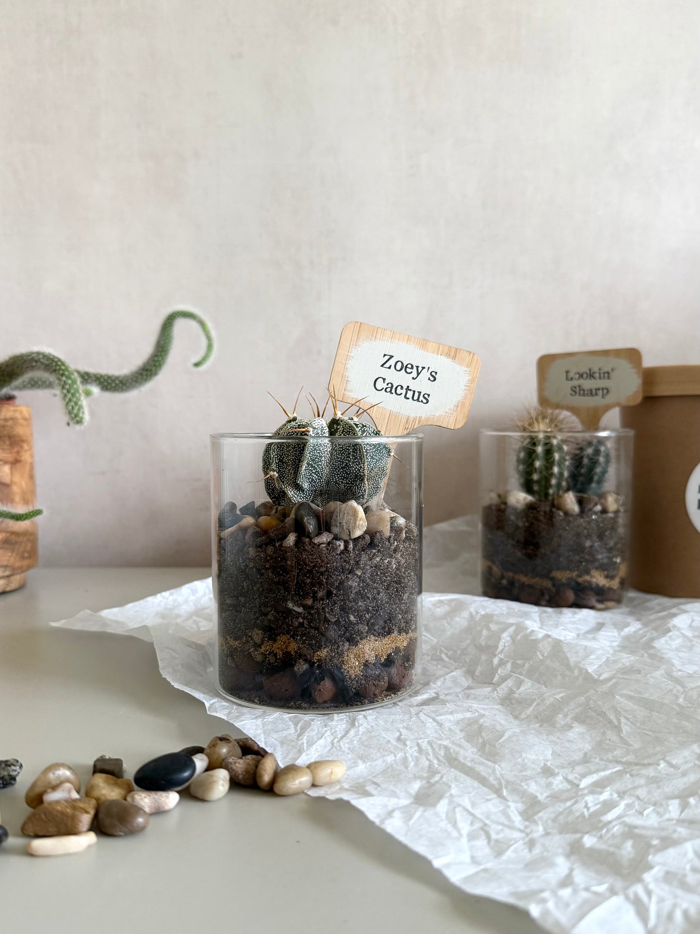 Personalised Cacti Terrarium in Gift Box