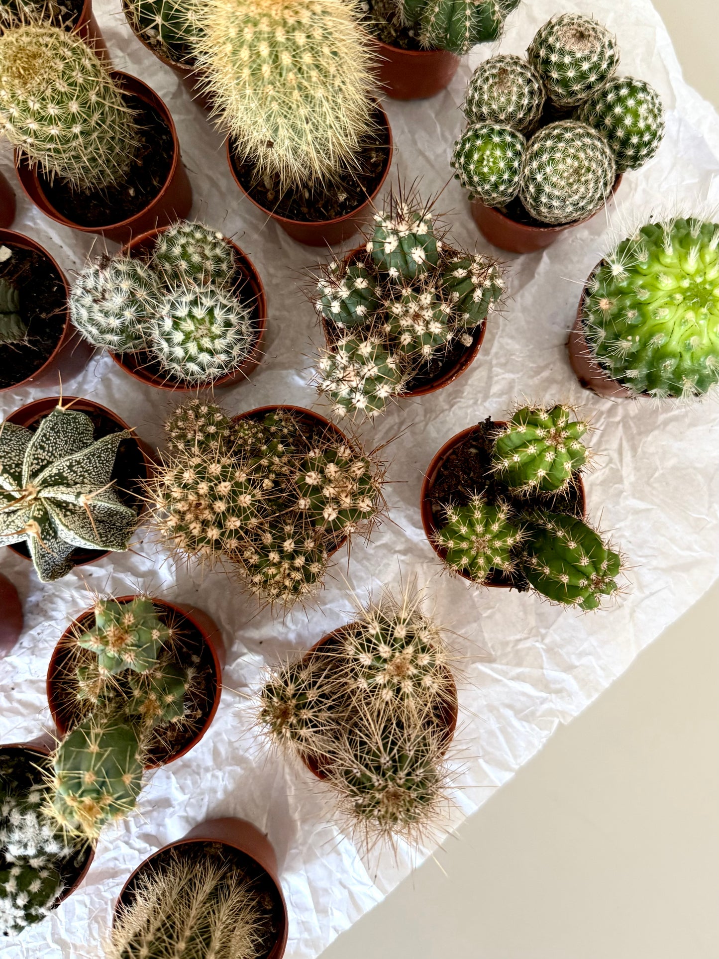 Mini Cacti • 3 for £12