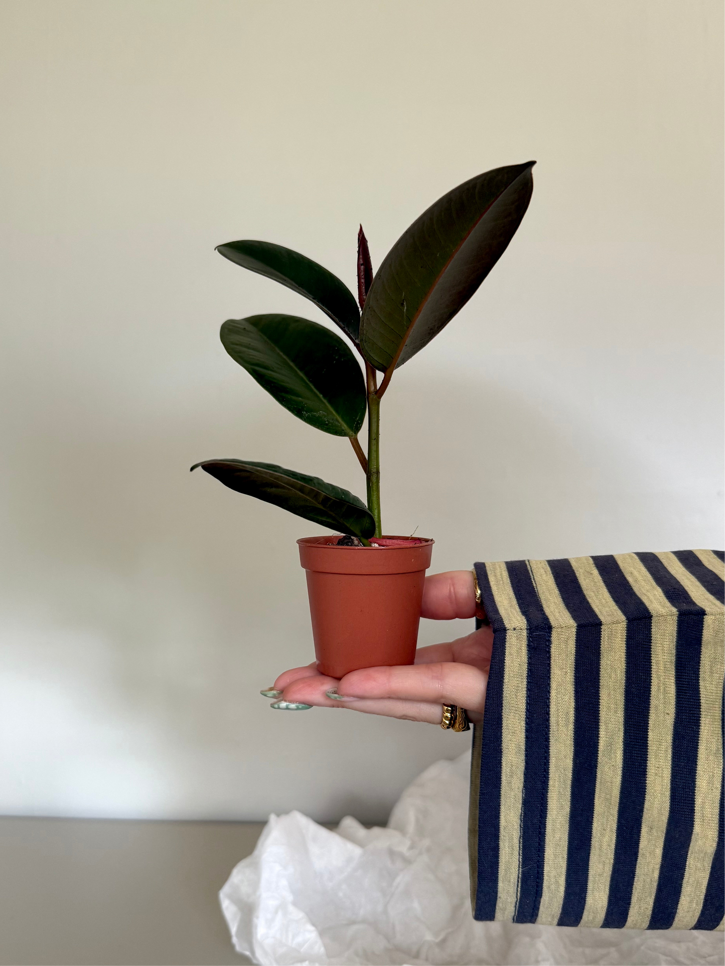 Baby Ficus 'Robusta' - Rubber Plant