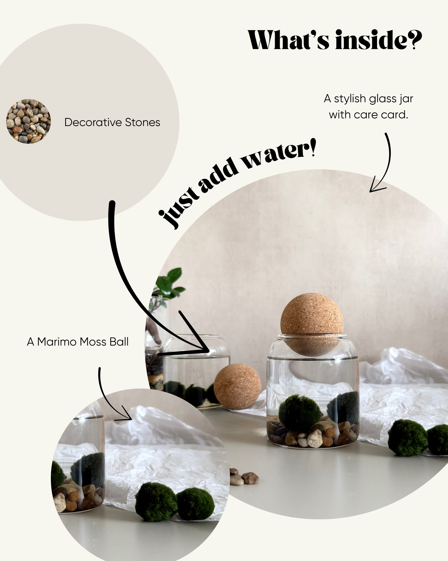 Marimo Moss Ball Jar