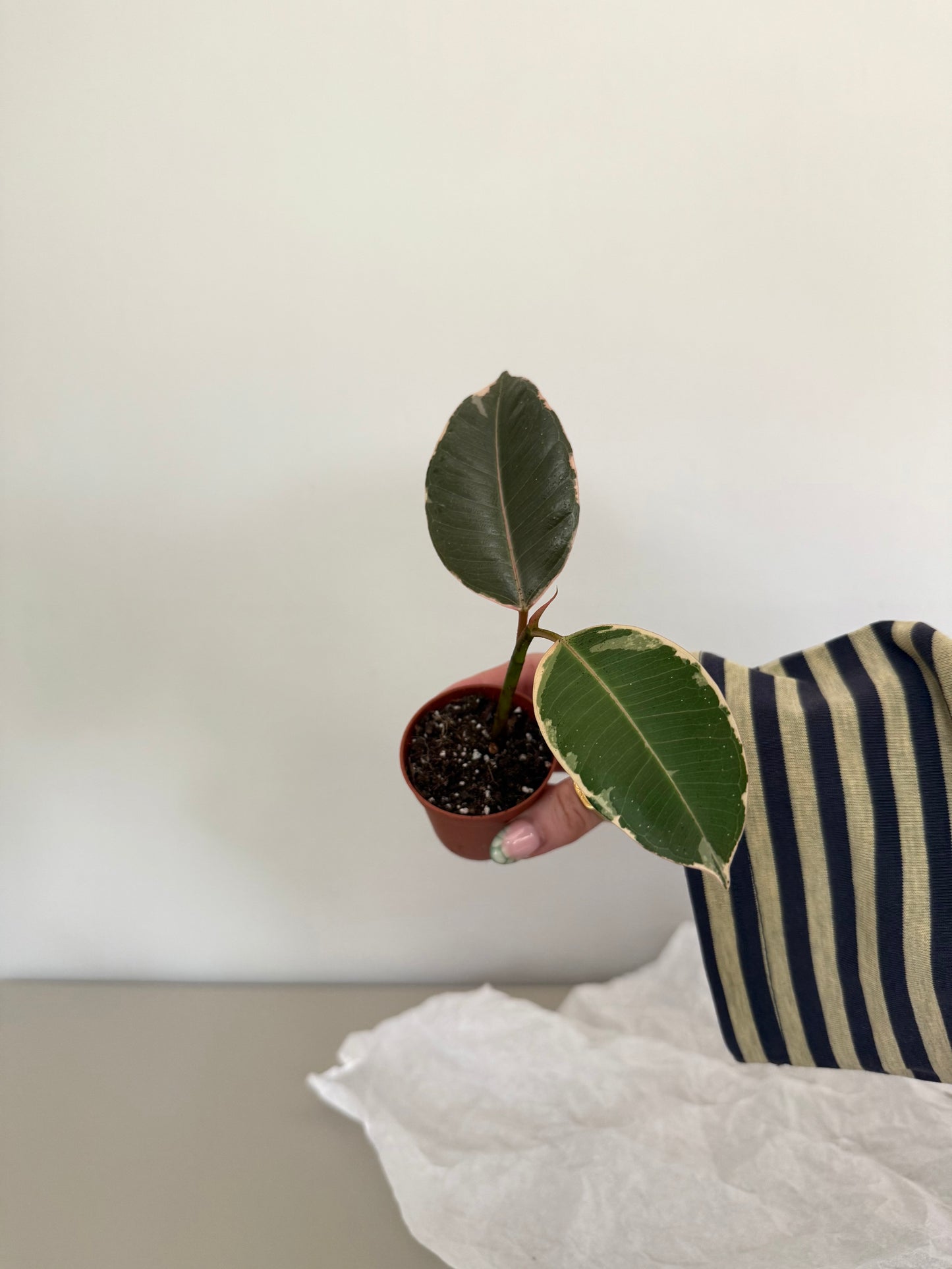 Baby Ficus 'Tineke' - Variegated Rubber Plant