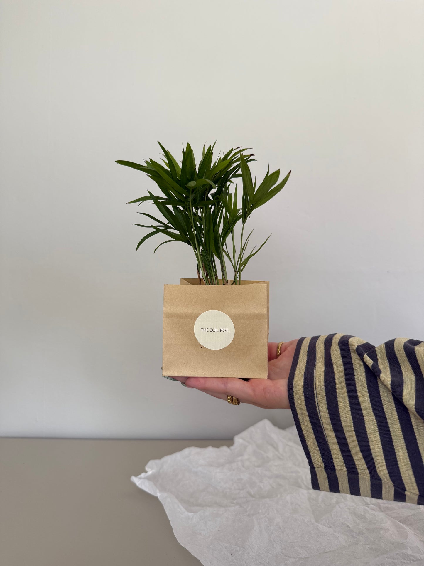 Person holding a small plant and a cardboard box with a label against a plain background