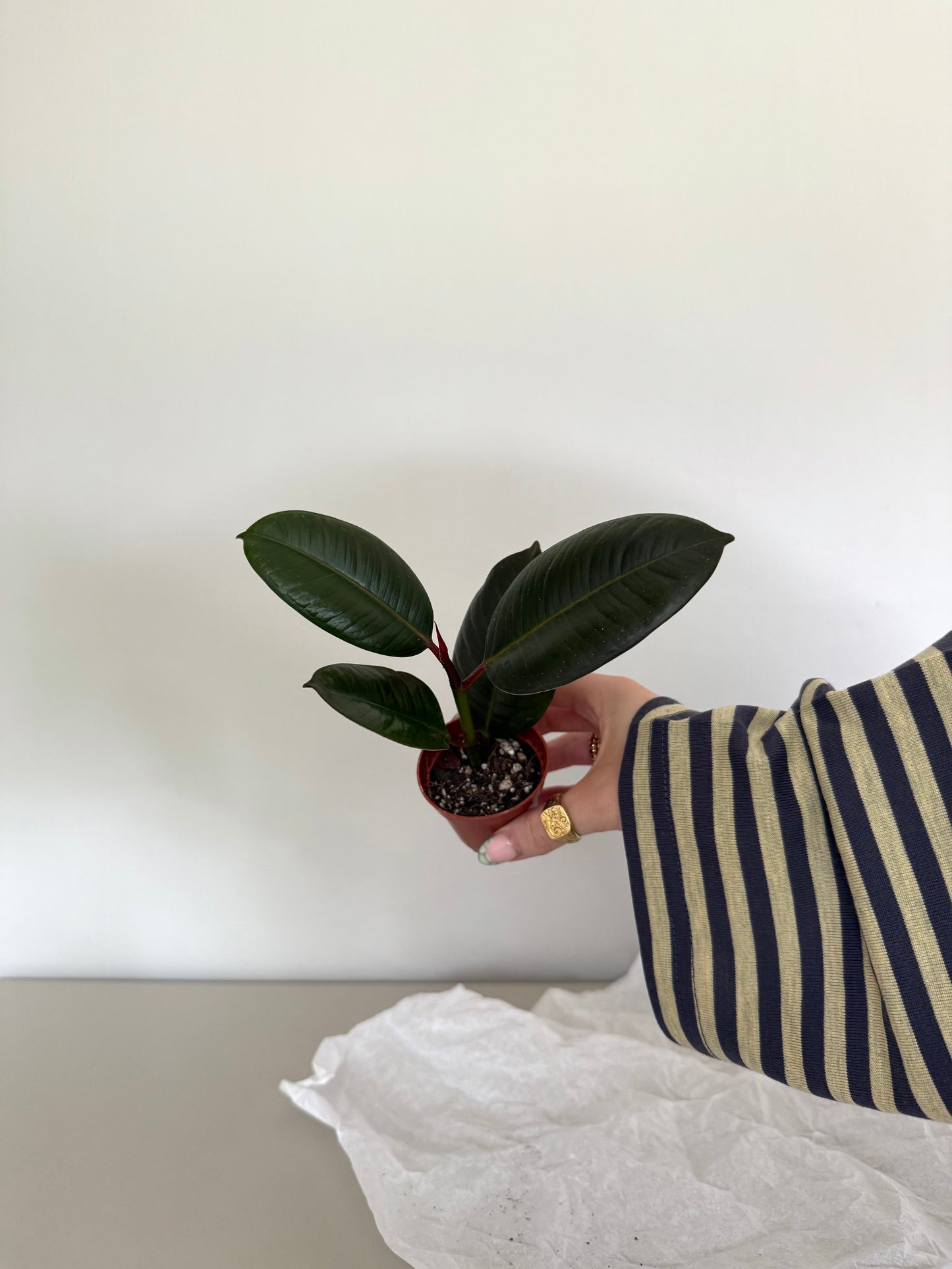 Person holding a small potted plant against a plain background