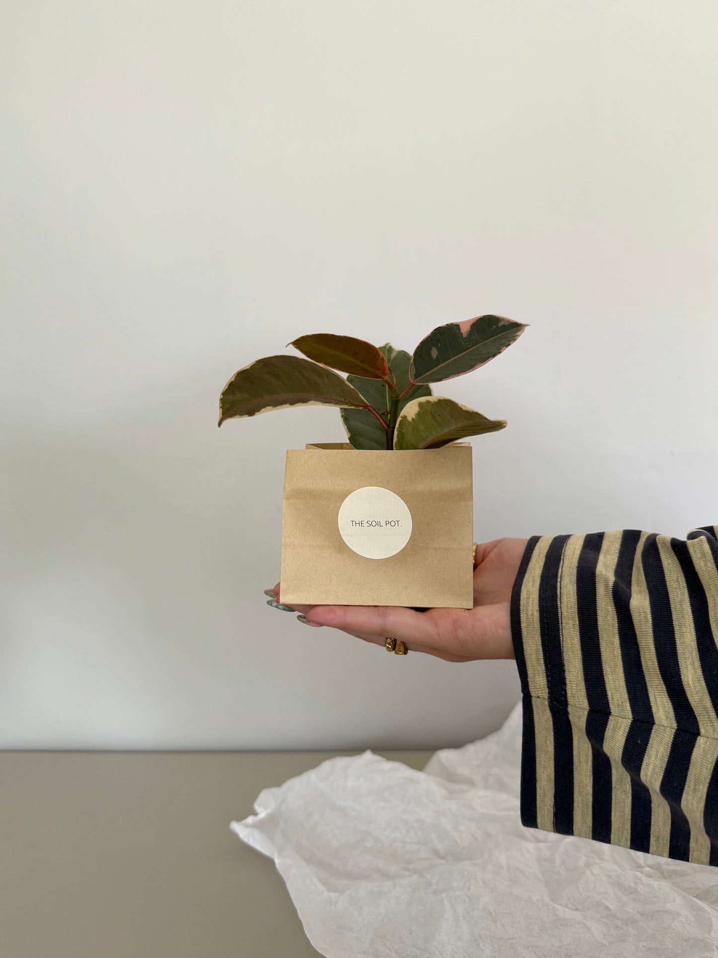 Person holding a small plant in a brown paper bag with a visible brand logo against a plain background