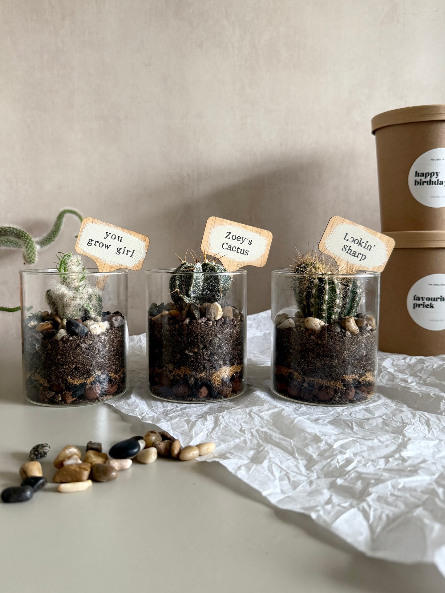 Three small cactus plants in glass containers with name tags on a light surface.