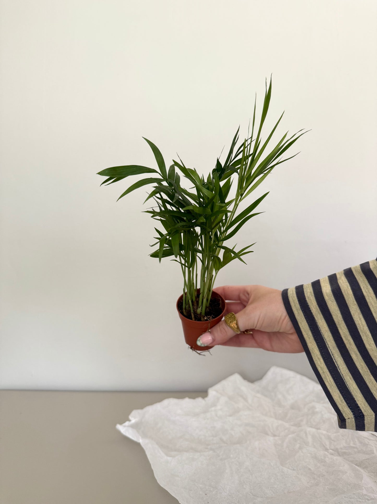 Person holding a small potted plant against a plain background