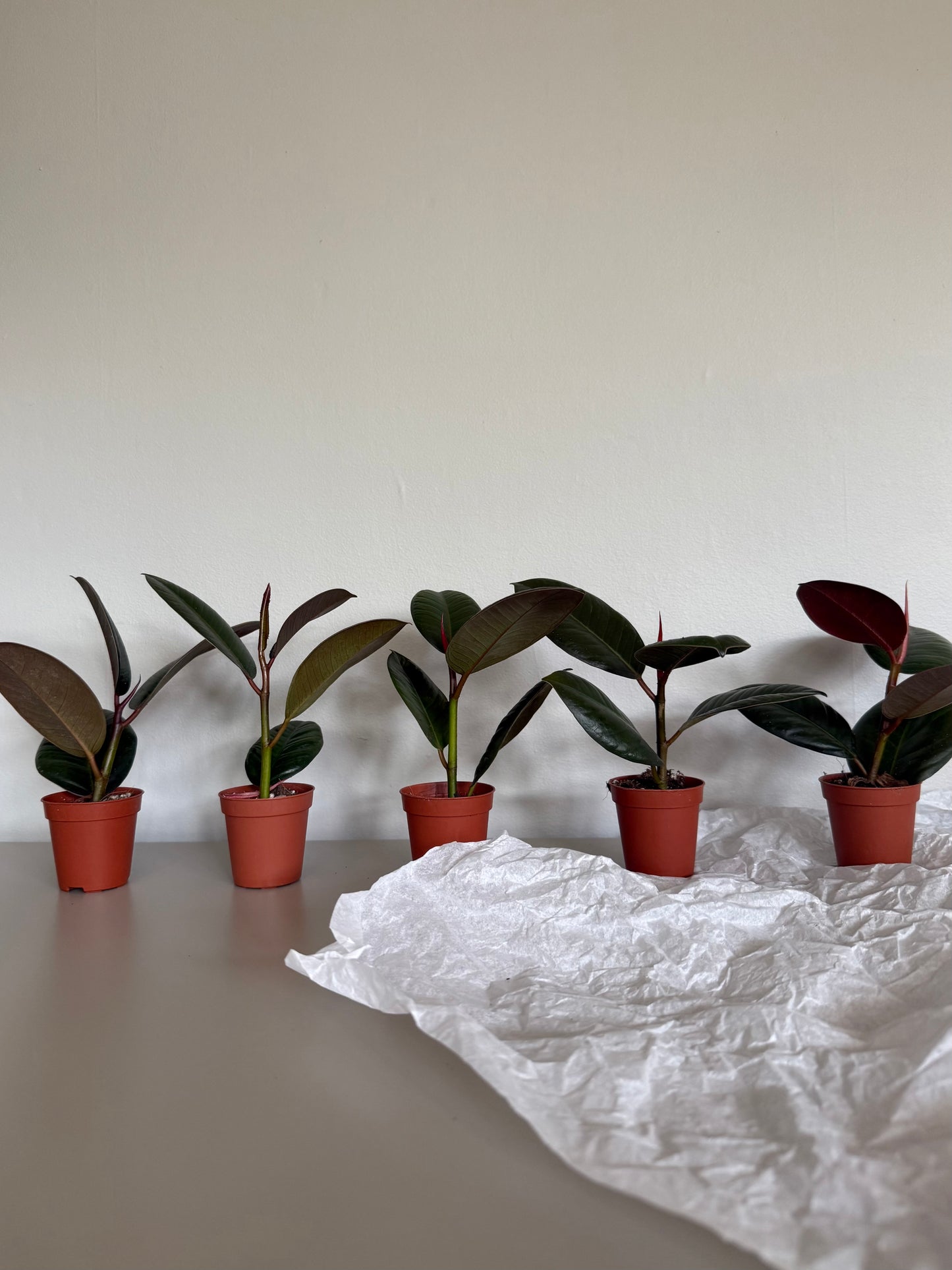 Five potted plants lined up on a table with a white surface underneath