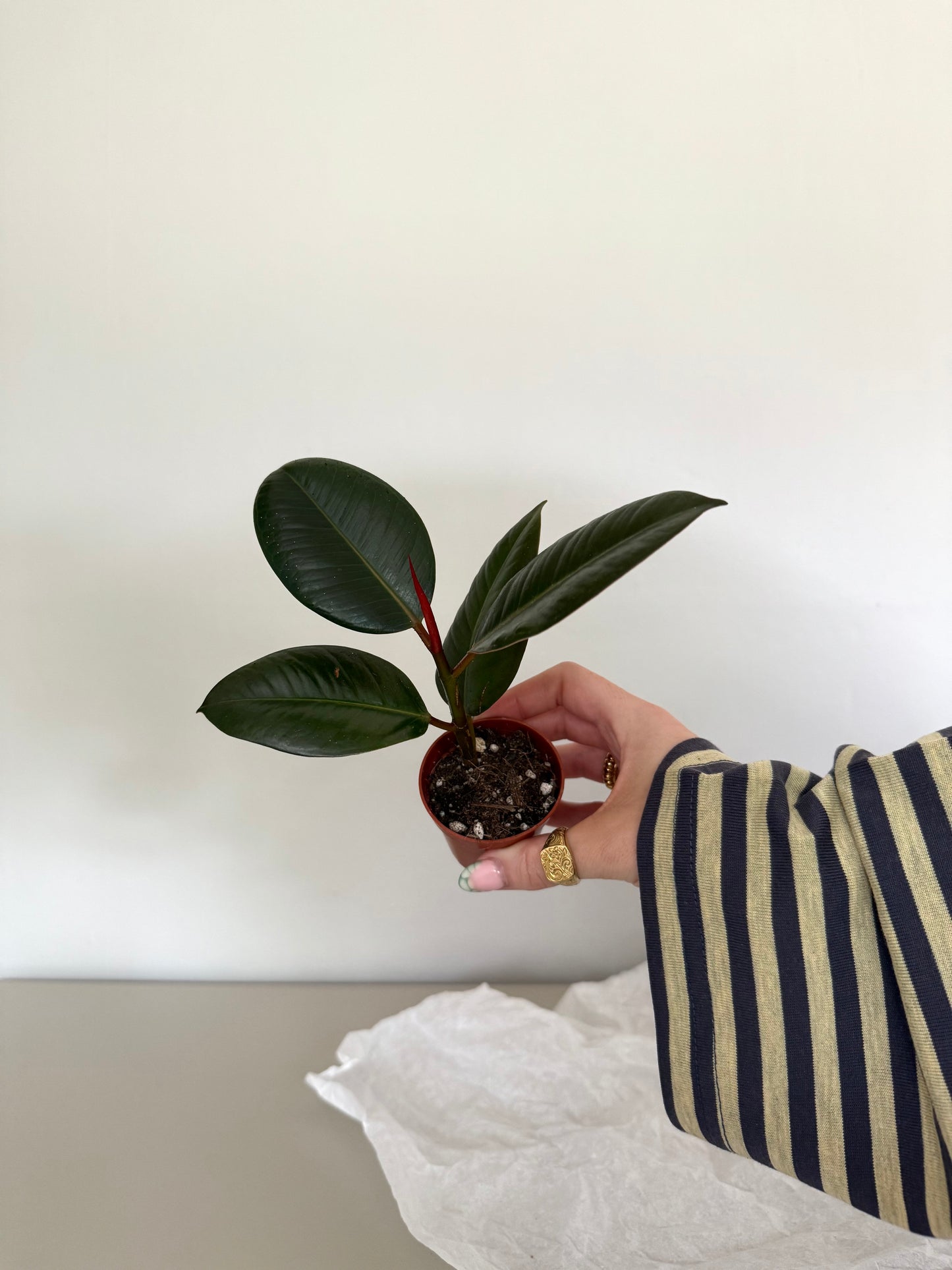 Baby Ficus 'Robusta' - Rubber Plant