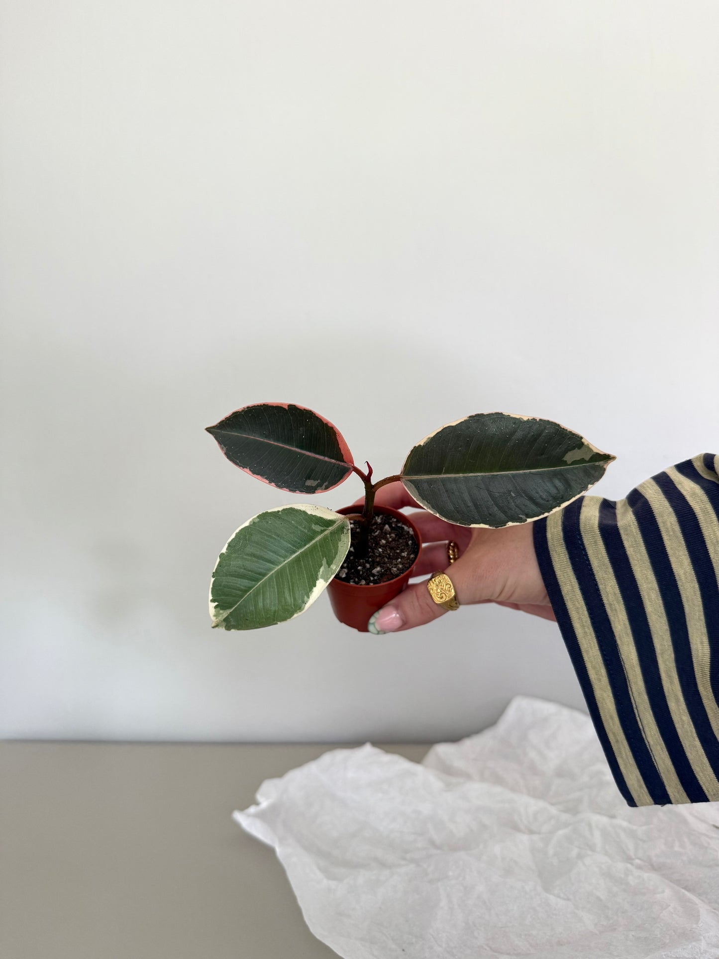 Hand holding a small potted plant against a plain background