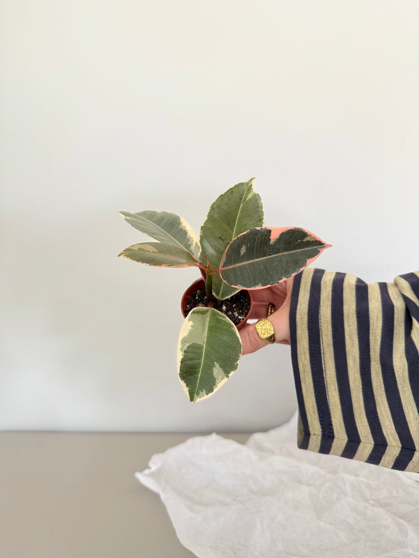 Person holding a small potted plant against a plain background
