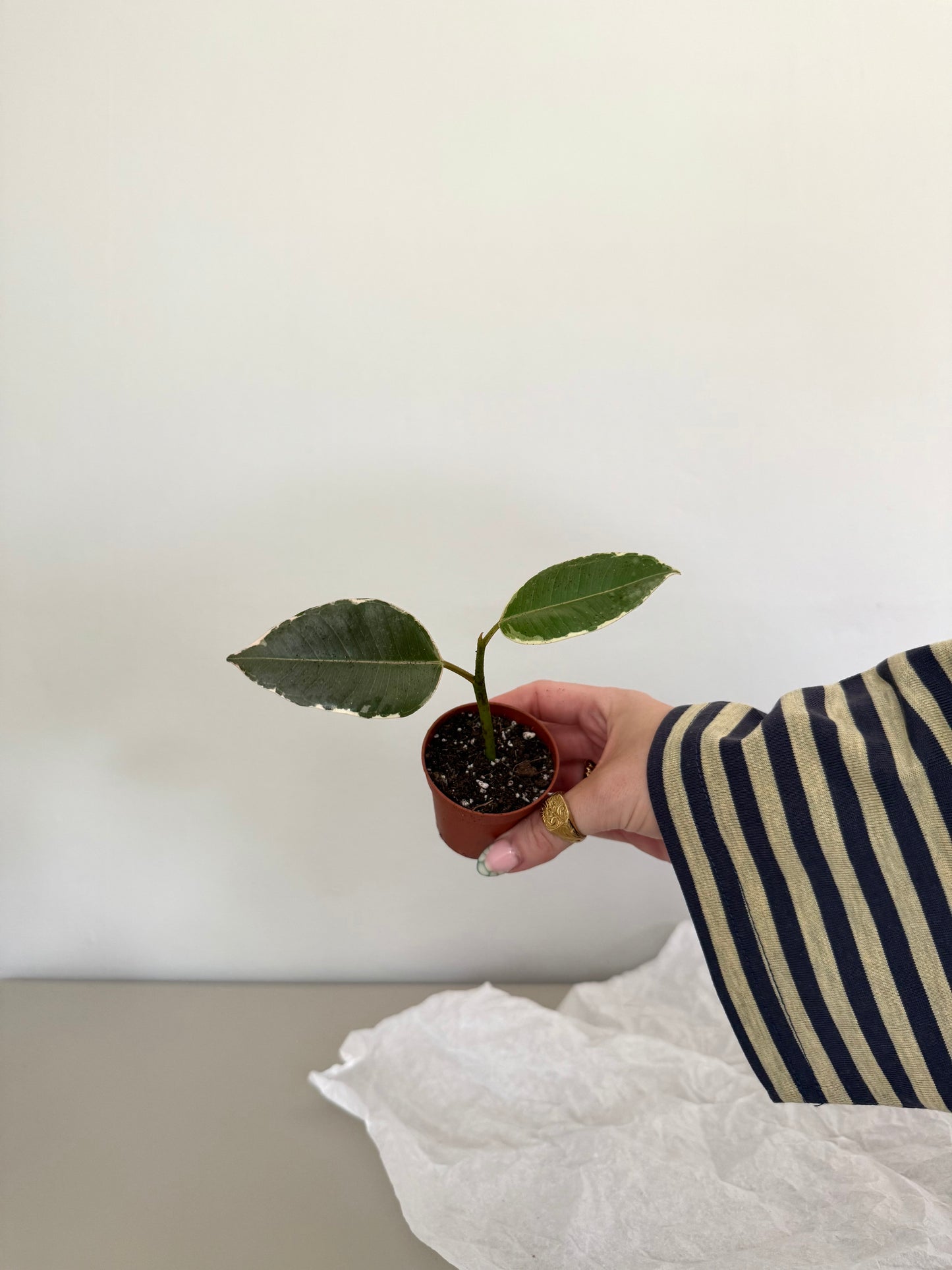 Hand holding a small potted plant against a plain background
