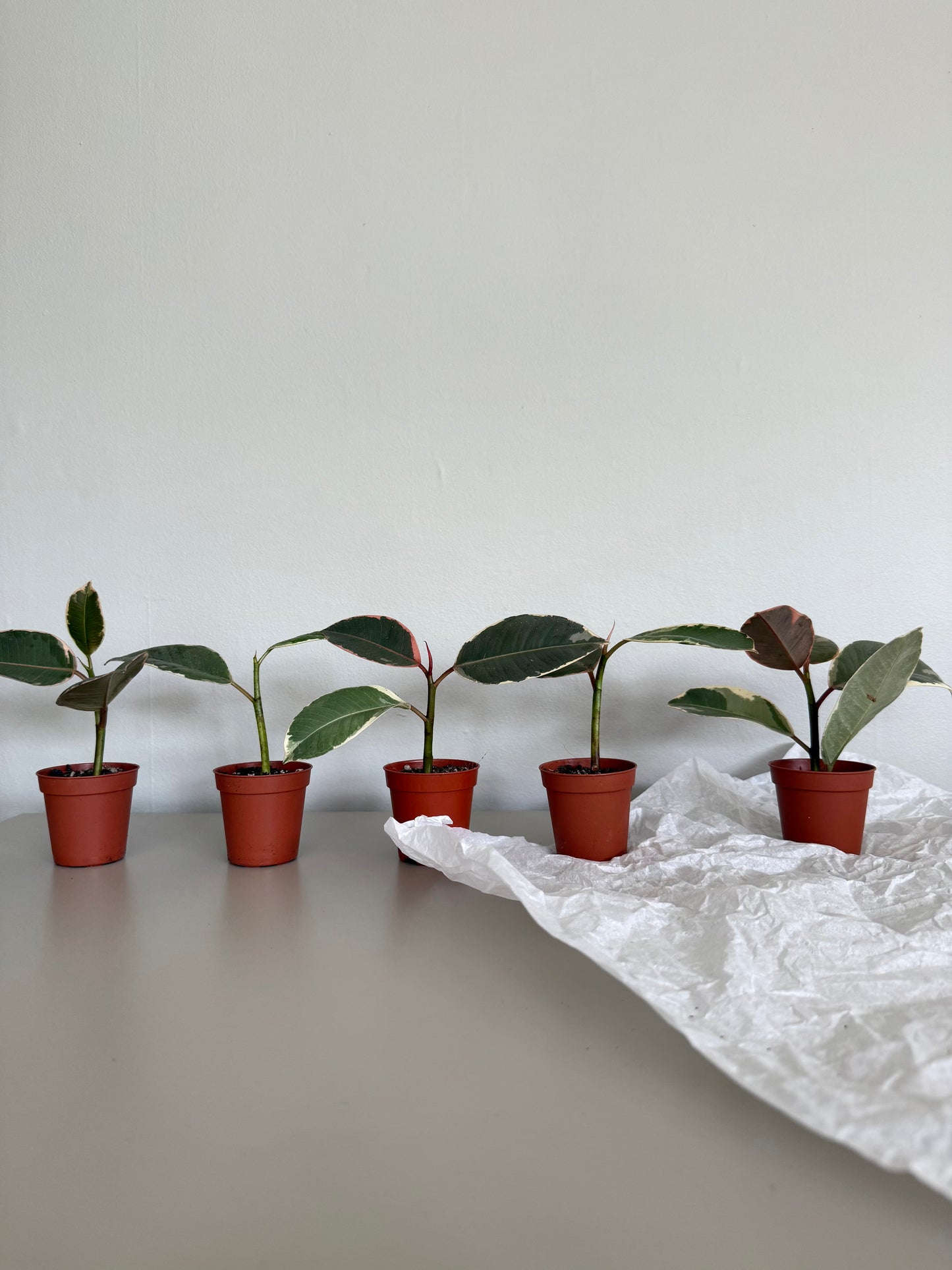 Baby Ficus 'Tineke' - Variegated Rubber Plant
