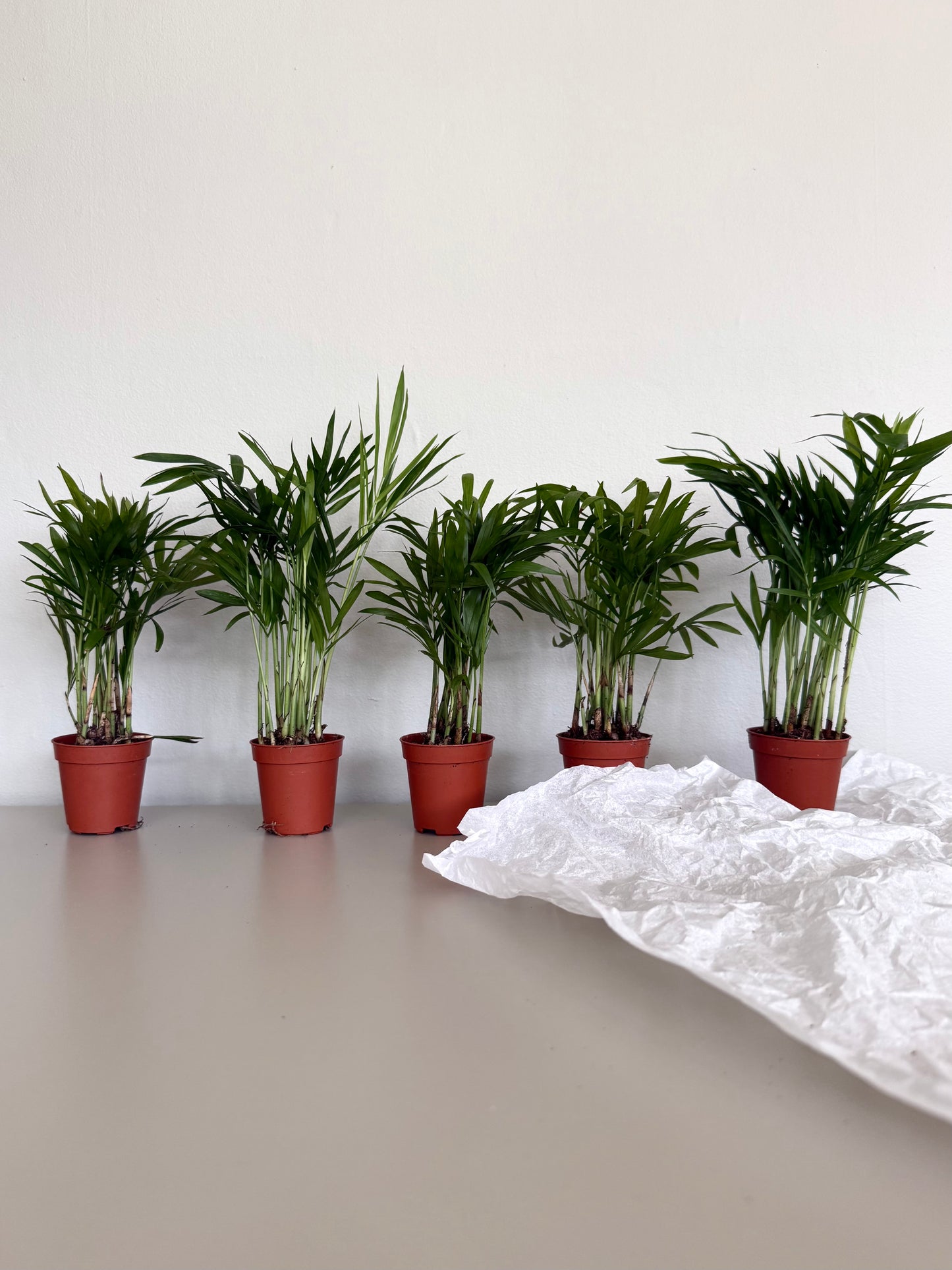 Row of potted plants on a table with a white surface and wall in the background
