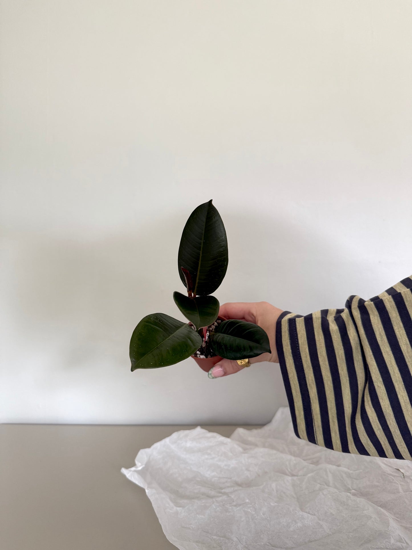 Person holding a small potted plant against a plain background