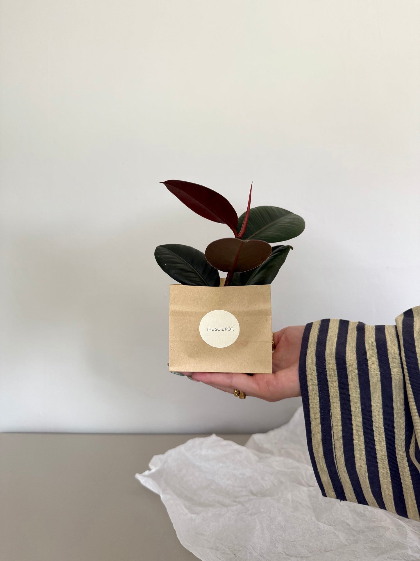 Person holding a small potted plant in a brown paper bag with a visible brand logo against a plain background.