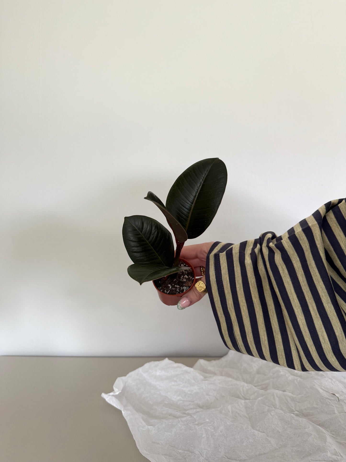 Person holding a small potted plant against a plain background