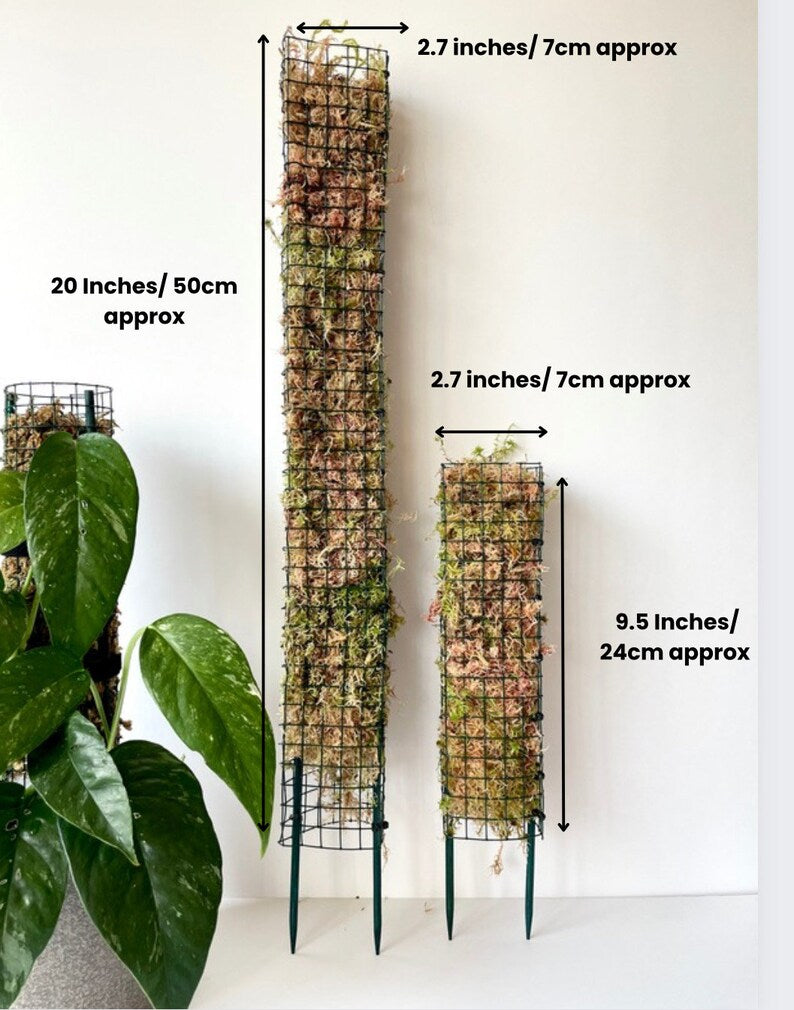D Shaped - Sphagnum Moss Pole
