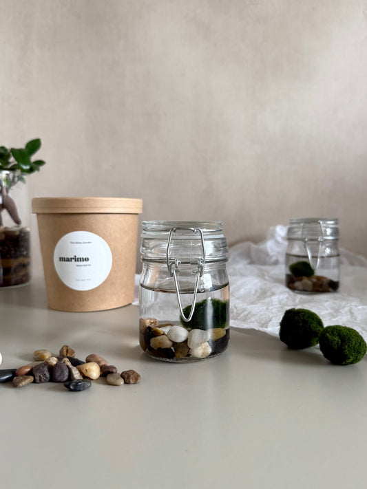 Marimo Moss Ball Jar in Gift Box