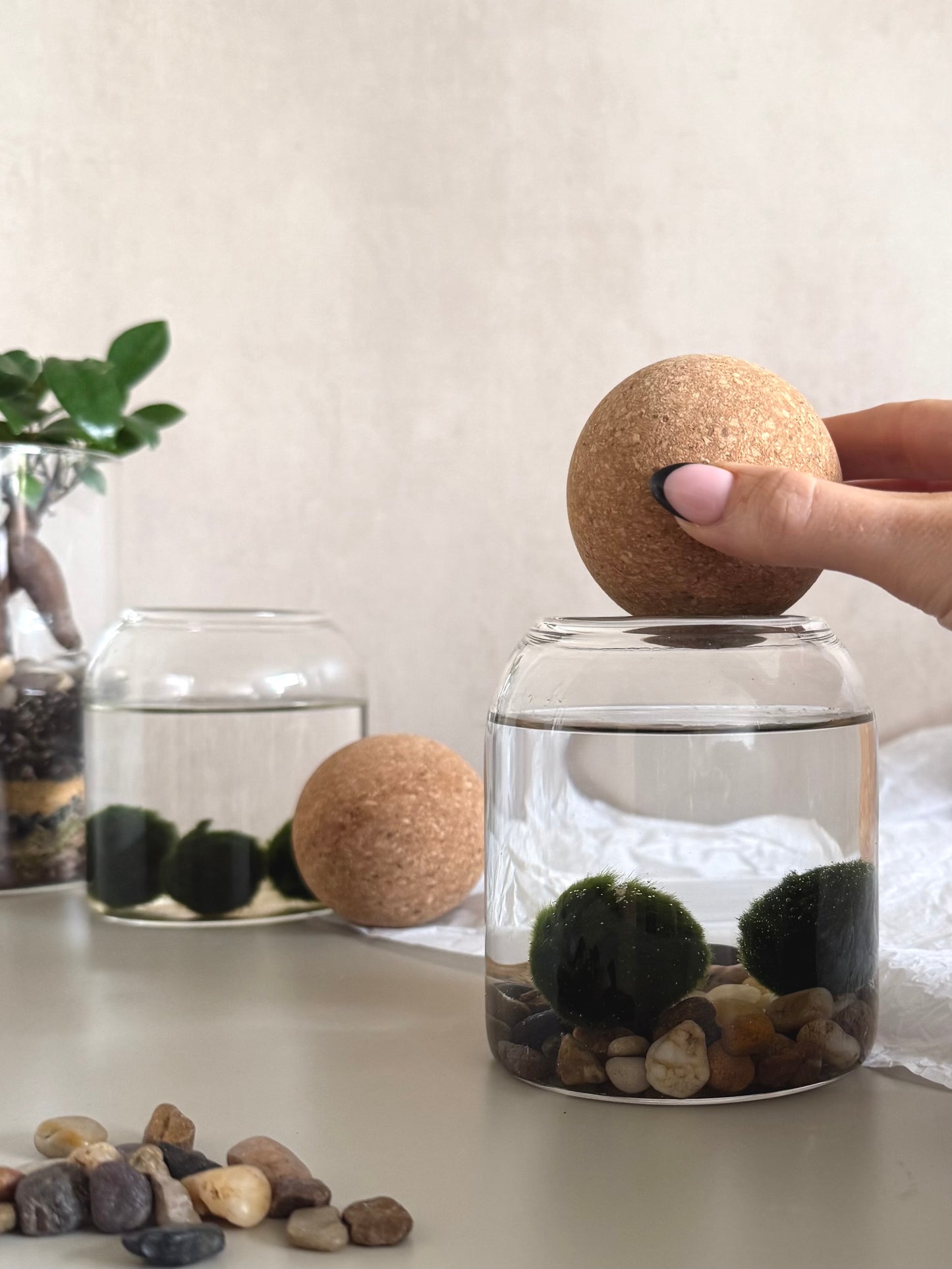 Marimo Moss Ball Jar