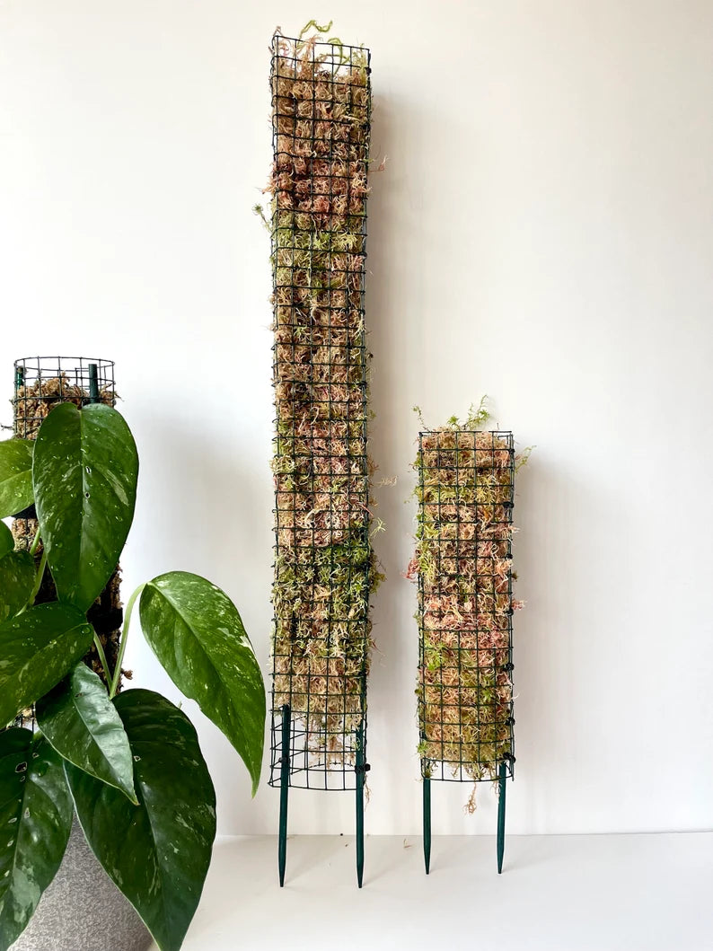D Shaped - Sphagnum Moss Pole