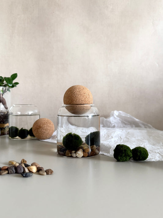 Marimo Moss Ball Jar
