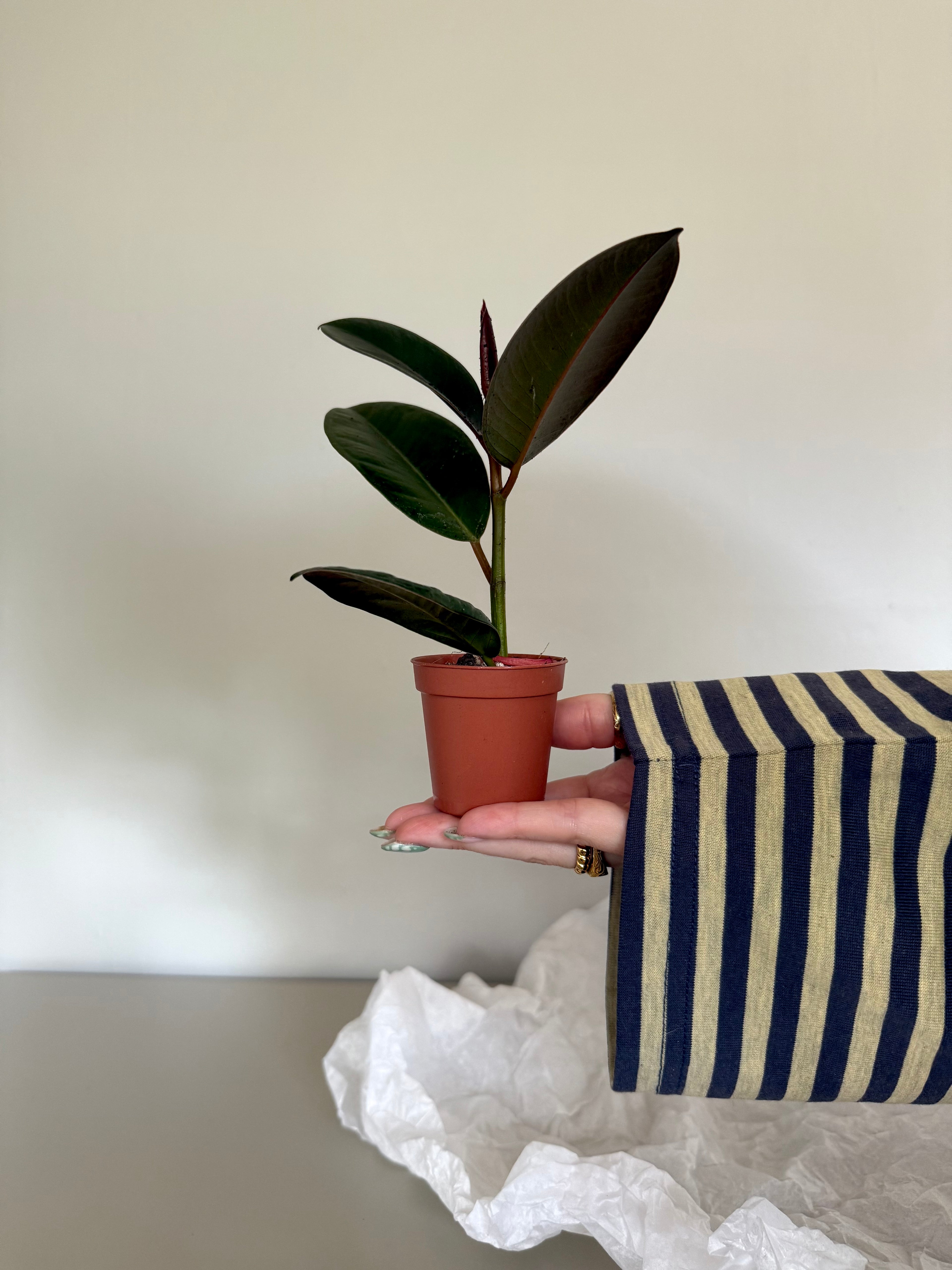 Person holding a small potted plant with a striped sleeve on a neutral background