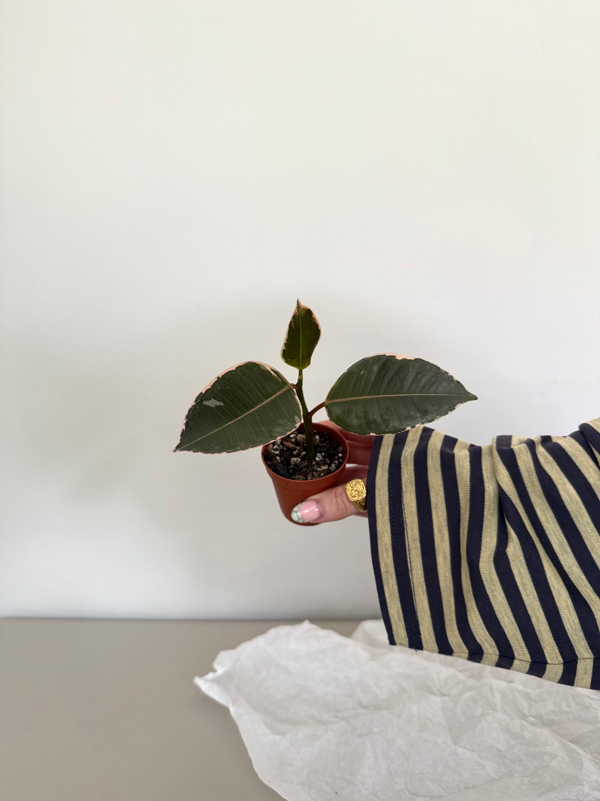 Small potted plant held by a person wearing a striped shirt against a plain background