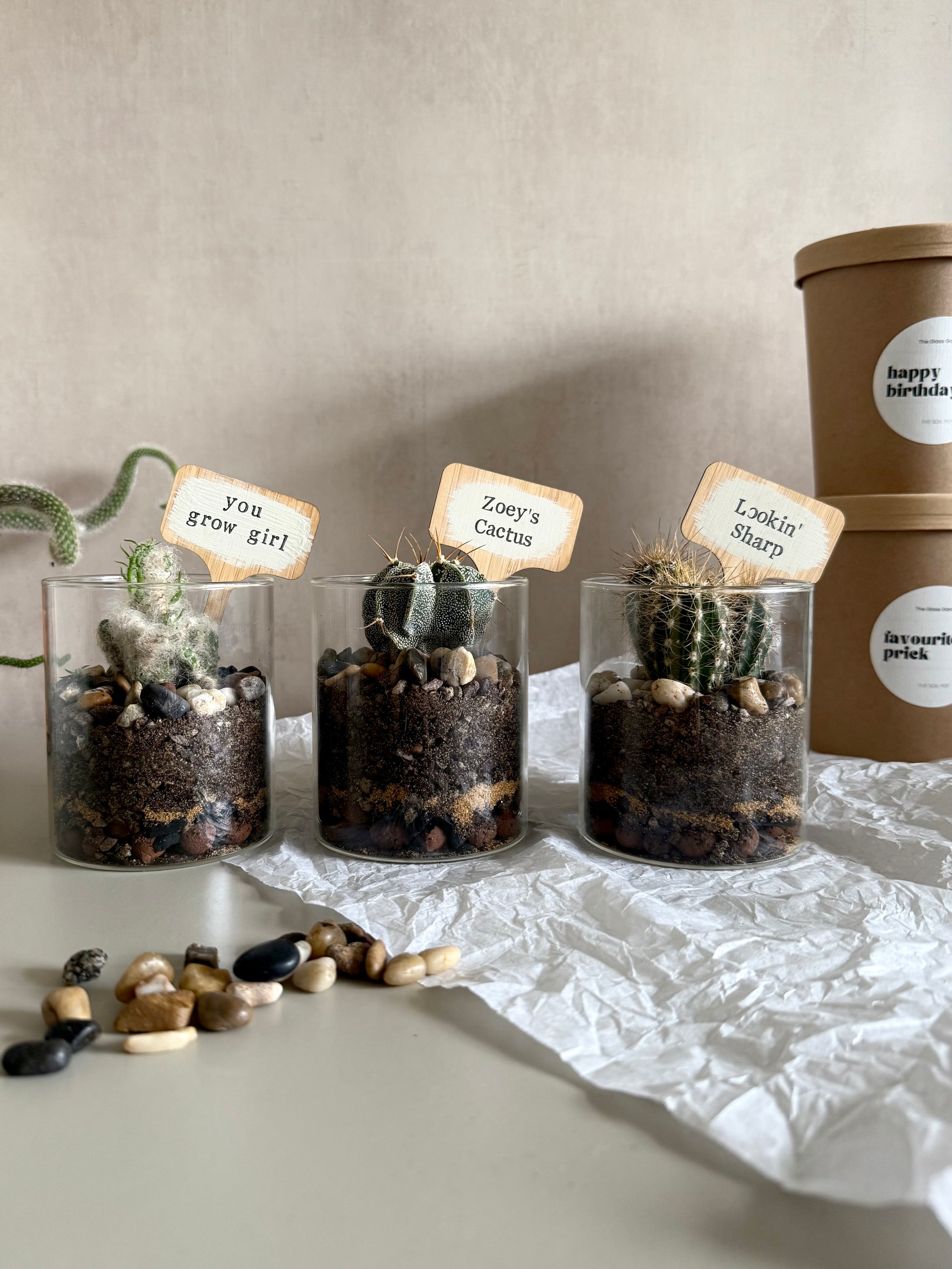 Three small cactus plants in glass containers with name tags on a light surface.