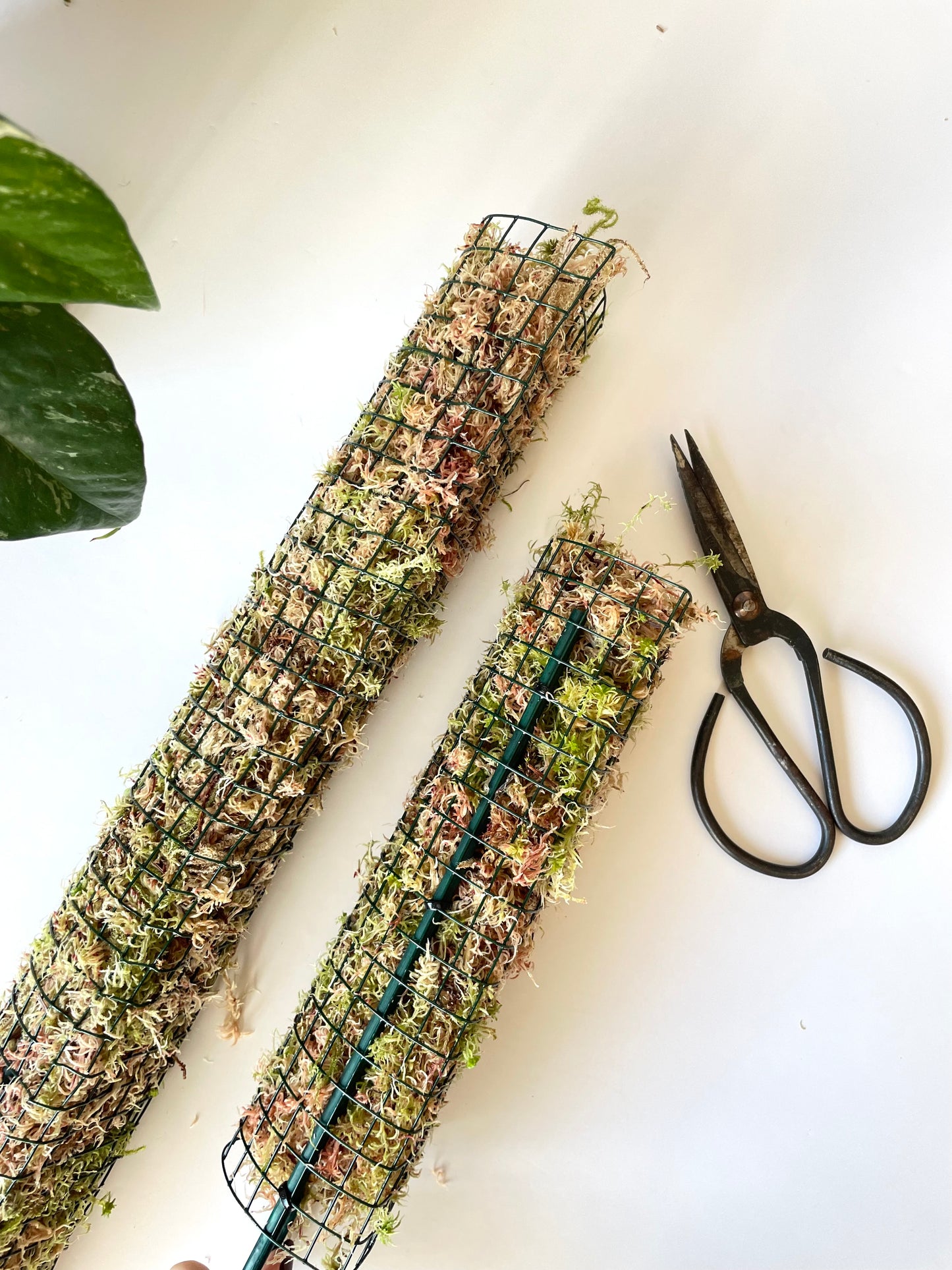 D Shaped - Sphagnum Moss Pole