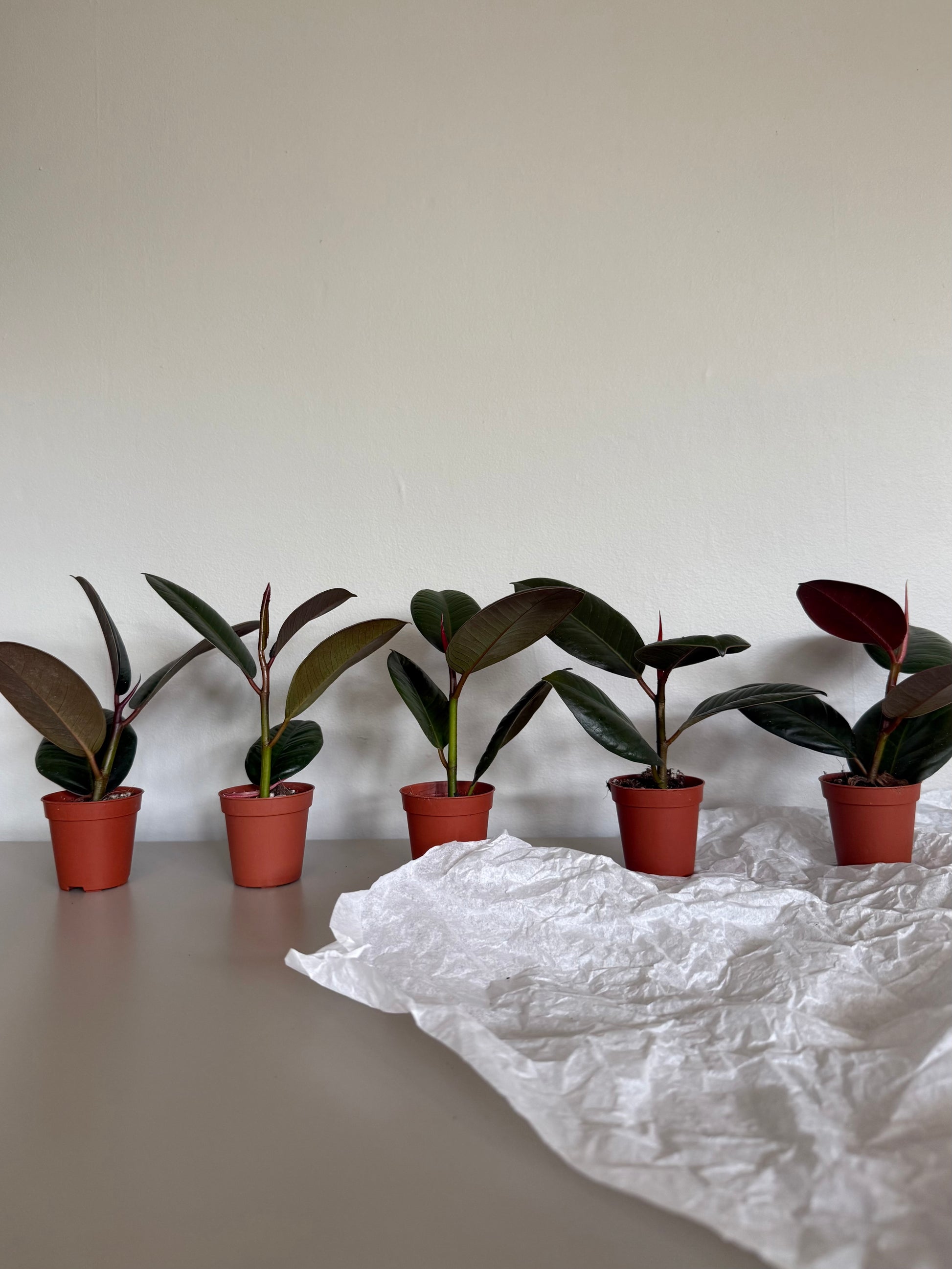 Five potted plants lined up on a table with a white surface underneath