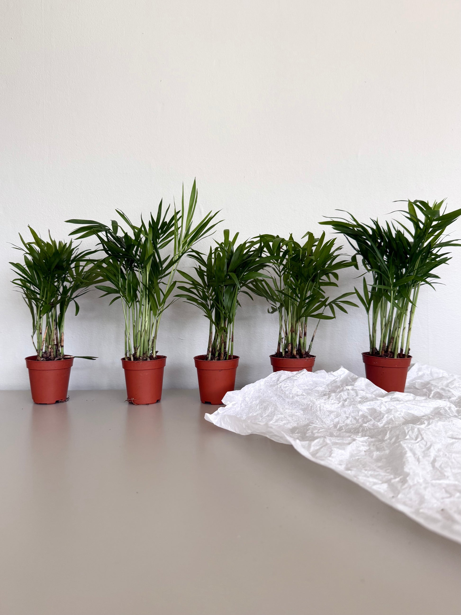 Row of potted plants on a table with a white surface and wall in the background