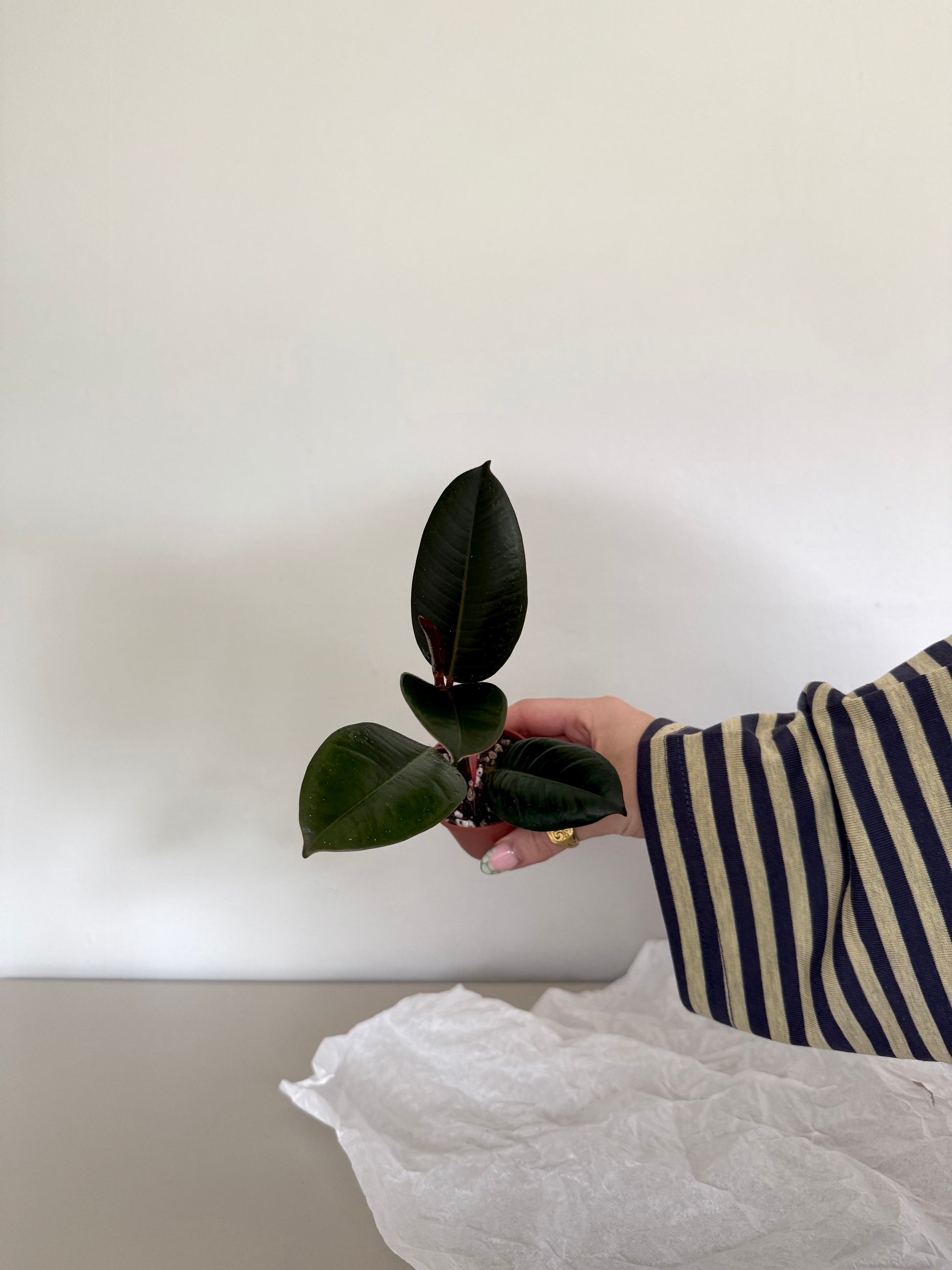 Person holding a small potted plant against a plain background